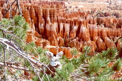Burrito, the tree climbing burro, in Bryce