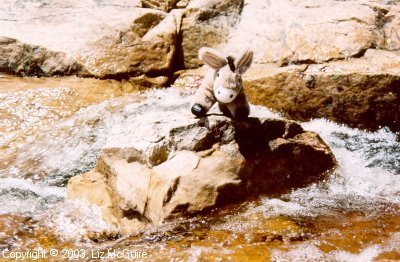 Burrito, the tree climbing burro, stranded