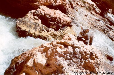 Burrito, the tree climbing burro, crosses a river