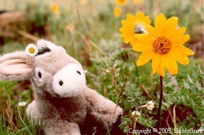 Burrito, the tree climbing burro, eats a daisy