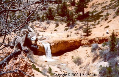 Burrito, the tree climbing burro, up a tree