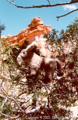 Burrito, the tree climbing burro, checks the view