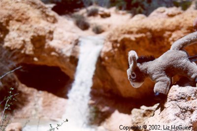 Burrito, the tree climbing burro, rock climbing