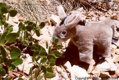 Burrito, the tree climbing burro, has a snack