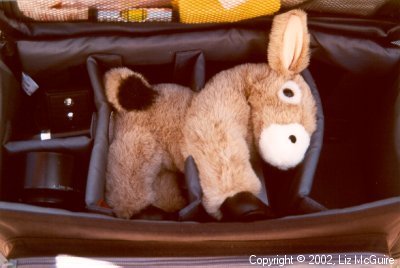 Burrito, the tree climbing burro, takes a nap