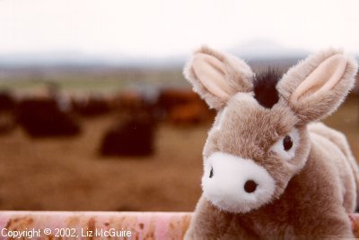 Burrito, the tree climbing burro, homeward bound