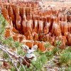 Burrito, the tree climbing burro, in Bryce