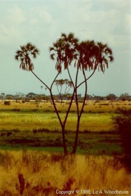 Palm trees from our "hut's" porch