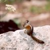 Chipmunk