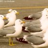 Segulls in Ranks
