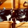 Nogi and Missy sleeping in dresser drawers