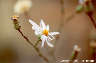 Unknown White Desert Flower