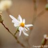 Unknown White Desert Flower