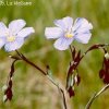 Blue Flax
