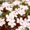 White Phlox