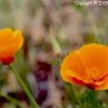 California Poppy
