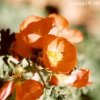 Globe Mallow